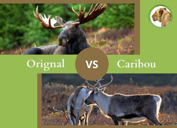 NE CONFONDEZ PLUS LE CARIBOU ET L'ORIGNAL