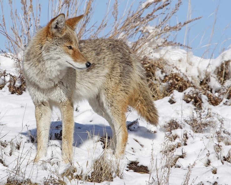 coyote fiche animaux 
