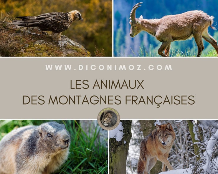 liste les animaux des montagnes françaises Chamois, bouquetin, aigle, marmotte : Splendeurs de la faune montagnarde française