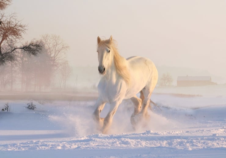 cheval sauvage blanc dans la neige  snow white horse