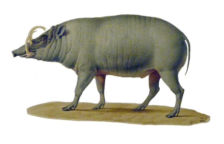 Image animaux detourée transparent sur fond blanc babiroussa png