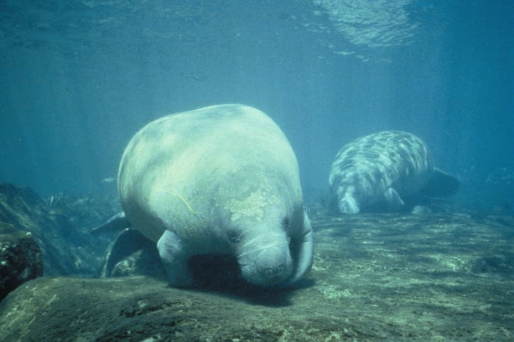 animal facts manatee sea mammals