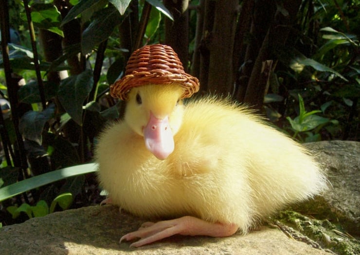 animaux célèbre saturnin le canard