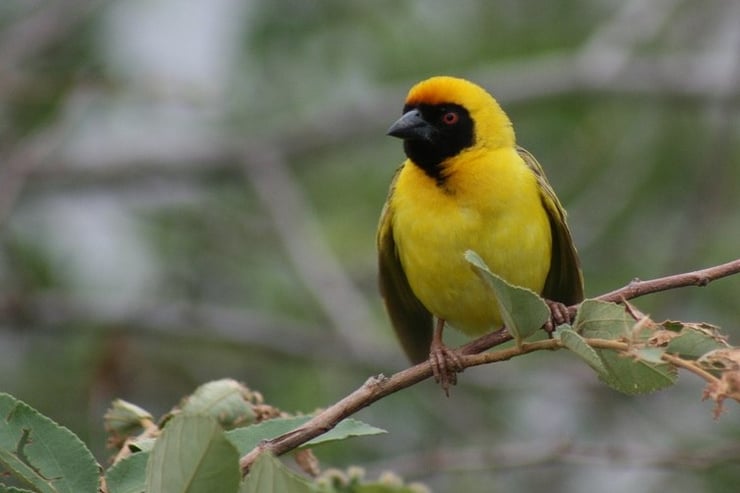 tisserin gendarme fiche oiseaux  animaux