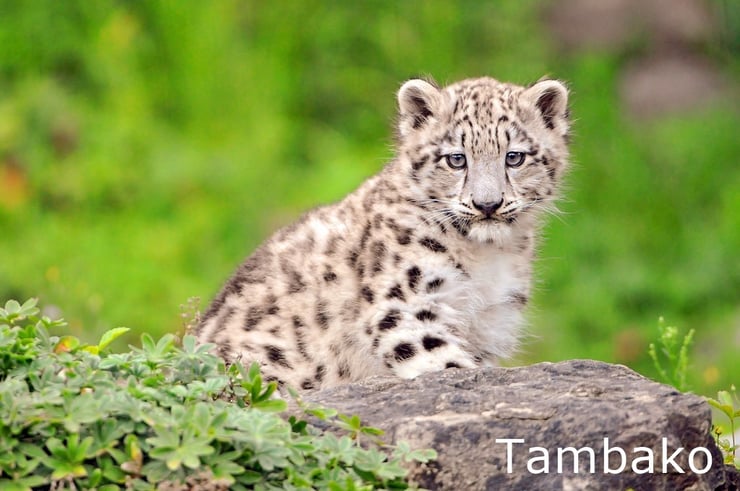 bebe panthere leopard des neiges animaux mignons felins baby cute snow leopard animals