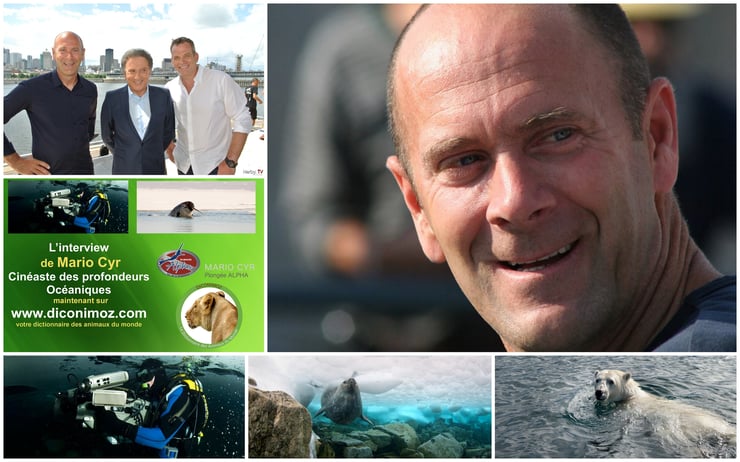 interview de diconimoz mario cyr cineaste plongeur quebec canada national geographic banquise sous marin