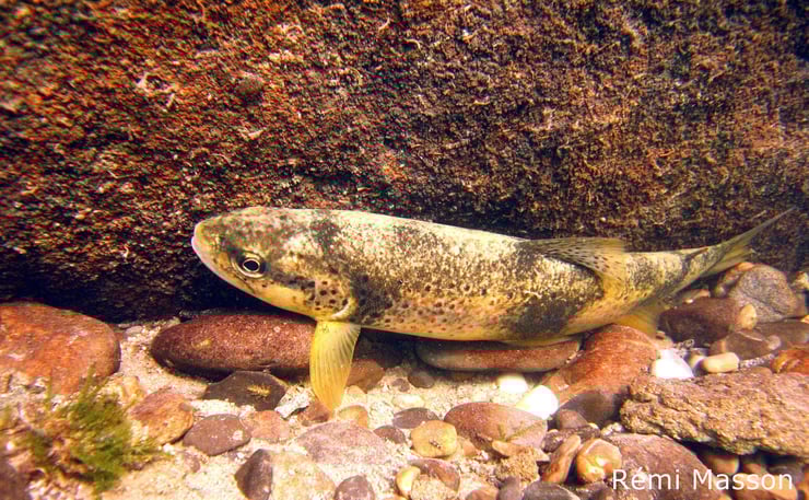 truite fario riviere de montagne