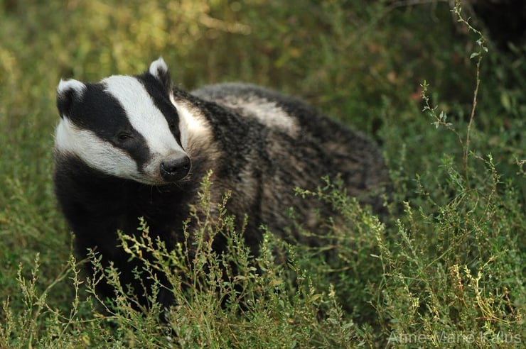 blaireau europe fiche animaux mustelides mammifere