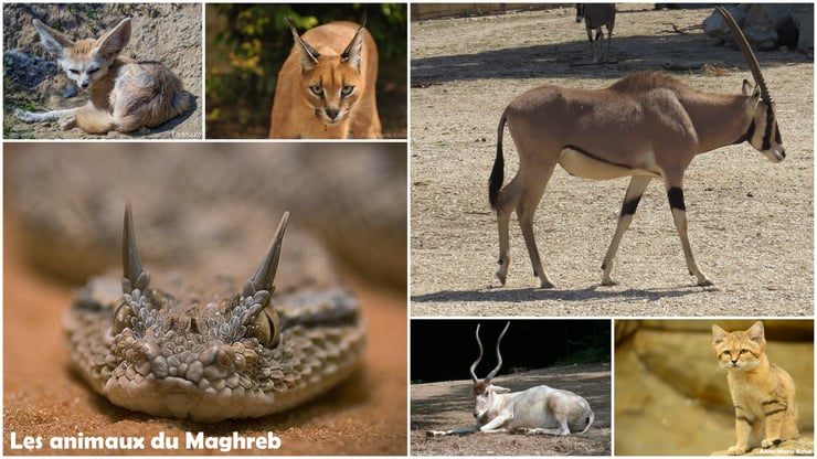 liste des animaux du maghreb algerie tunisie maroc fennec chat des sables dromadaire oryx addax vipere a cornes caracal gazelle