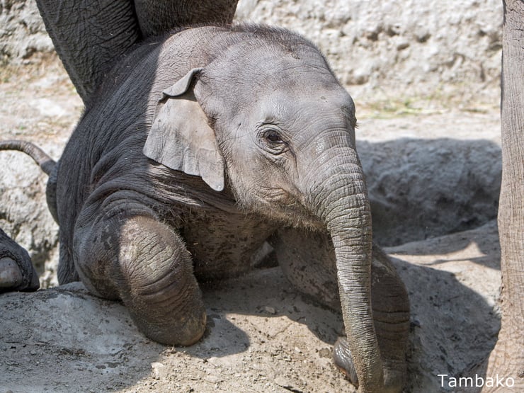 bebe elephant animaux mignon cute animals baby