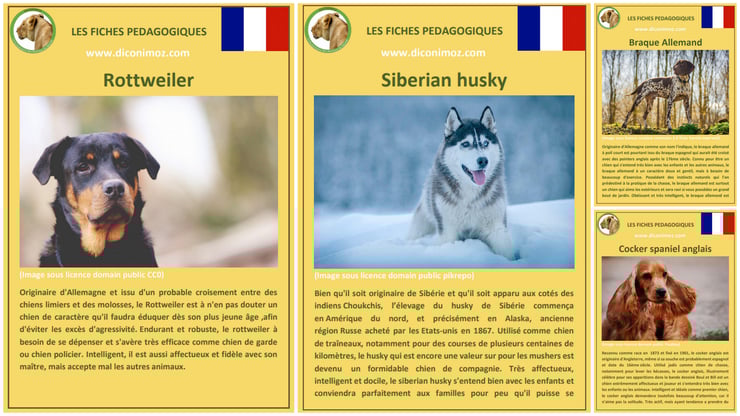 fiche animaux animal de compagnie  chien à telecharger et a imprimer pdf comportement origine caractere race siberian husky rottweiler braque allemand cocker spaniel anglais