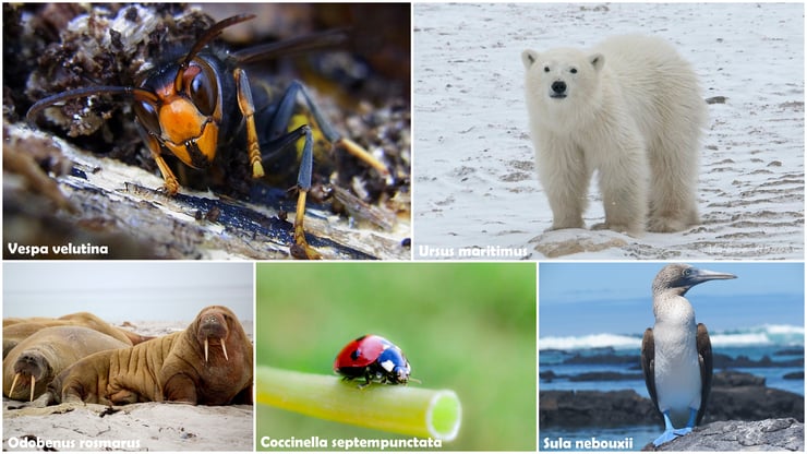 liste des animaux alphabetique par noms scientifiques latin scientific names