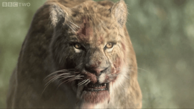 smilodon tigre dent de sabre prehistorique saber toothed tiger 