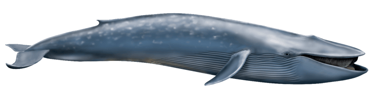 Image animaux detourée transparent sur fond blanc baleine bleue png