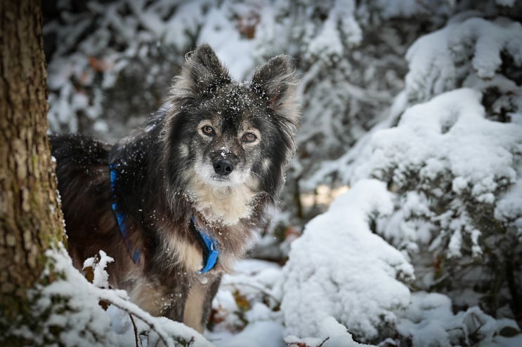 Lapinkoira Rilla - Dezember 2023