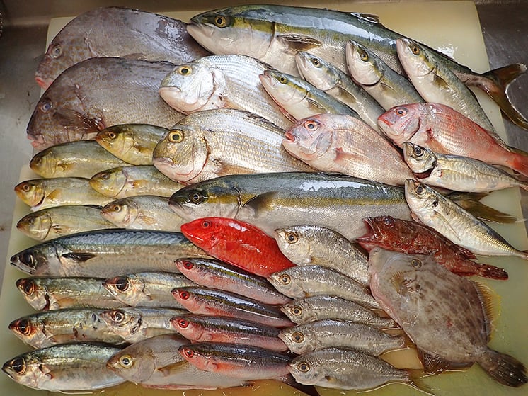 五島列島の魚　未利用魚の有効利用