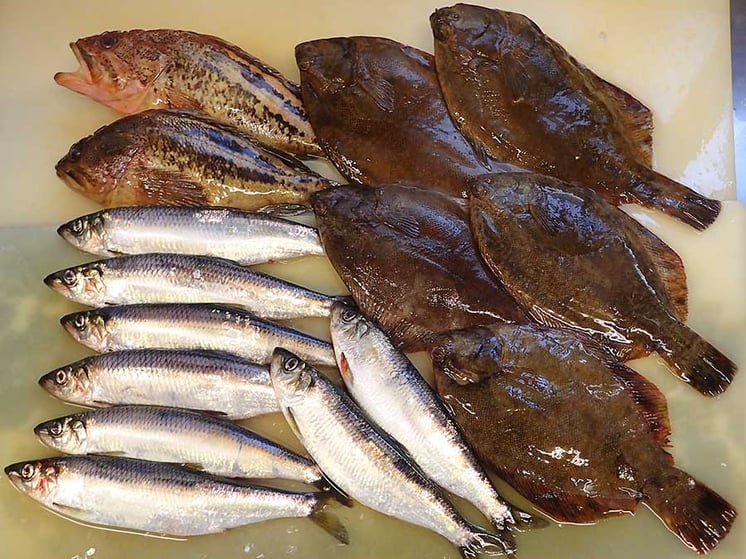 産地直送　高級魚　寿司