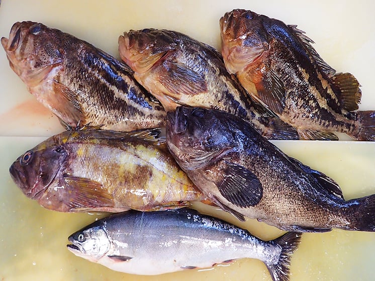 羅臼-未利用魚-天然地魚-寿司-出前