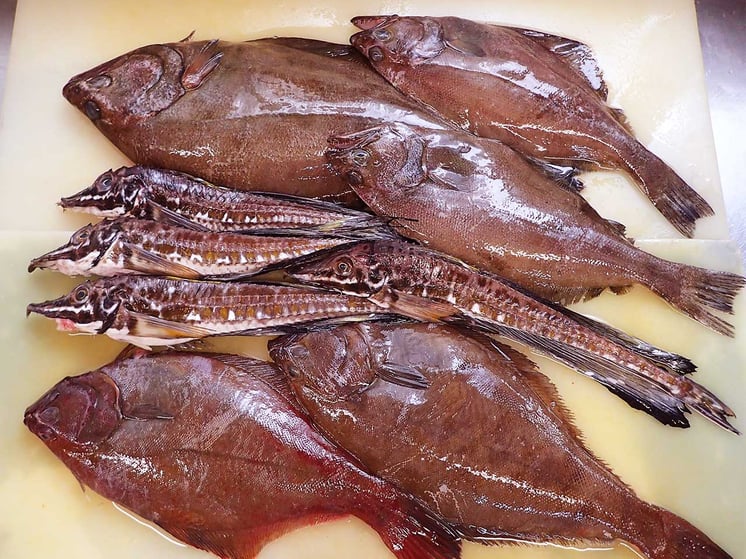 北海道の羅臼町から美味しい地魚が届きました。アブラガレイはとても美味しい魚です！