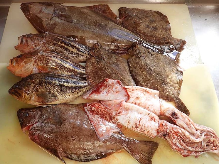 羅臼から産地直送の新鮮地魚届きました。新鮮なさなかで美味しいお寿司を出前します！