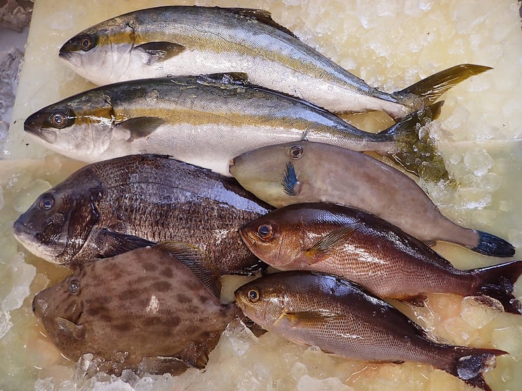 五島列島　天然地魚