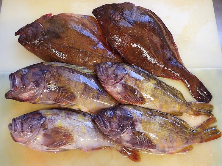 高級寿司　地魚の出前