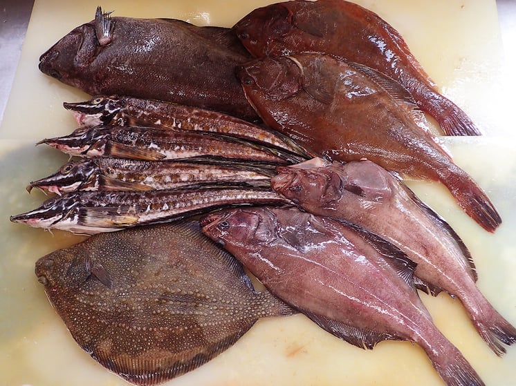 北海道の羅臼町から美味しい地魚が届きました。アブラガレイとか最強に美味しいです！