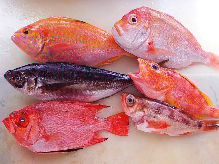 産直　対馬　天然地魚
