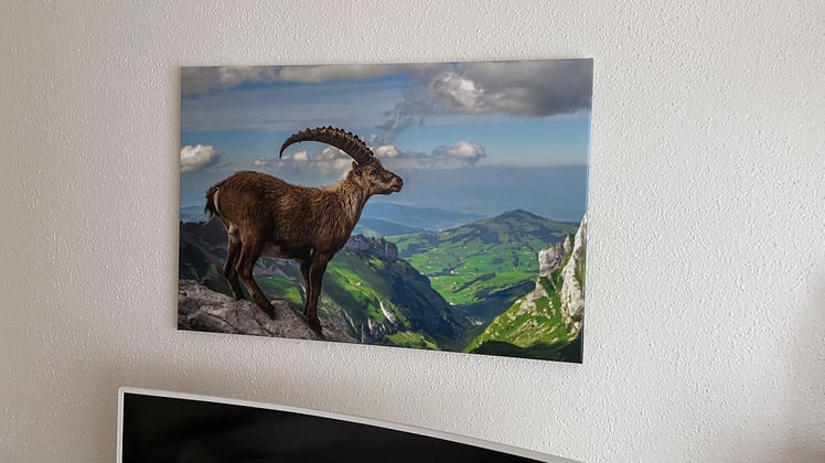 Marcel Schiegg, Wandbild, Spannbild, Wanddekoration, Appenzell, Appenzellerland, Raumakustik, LED Wandbild, Steinbock, Leinwandbild, Keilrahmen, Leinwand