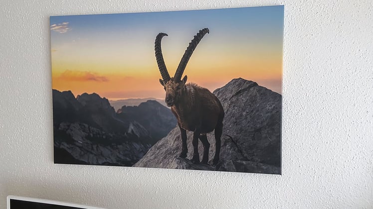 Marcel Schiegg, Wandbild, Spannbild, Wanddekoration, Appenzell, Appenzellerland, Raumakustik, LED Wandbild, Steinbock, Leinwandbild, Keilrahmen, Leinwand