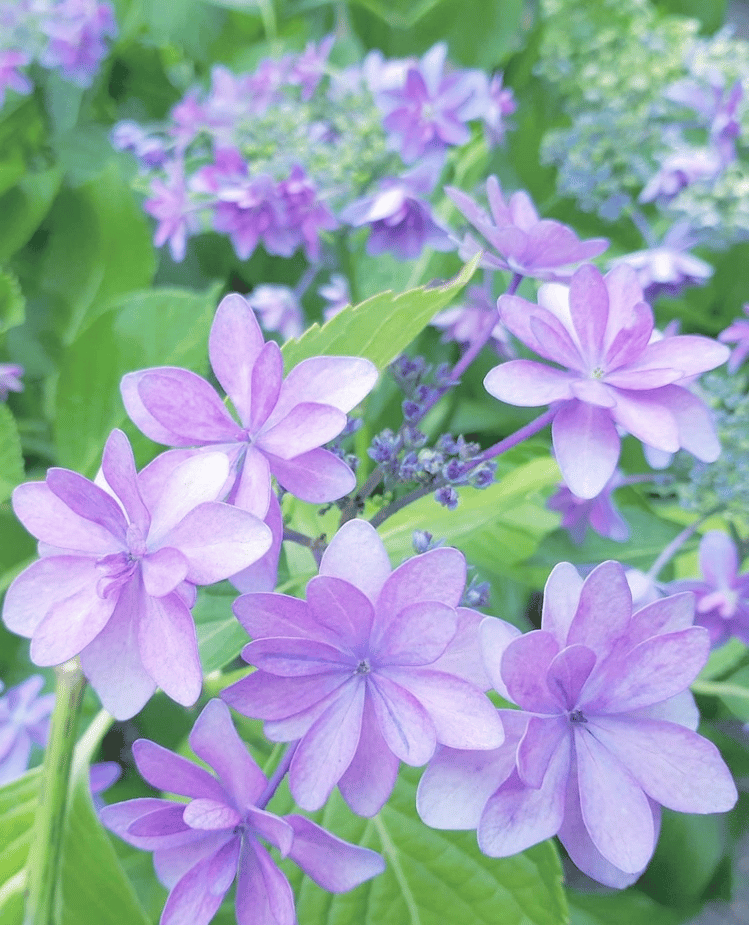 京都市下京区四条烏丸の心療内科、女医のいるメンタルクリニック、あじさい、マインドフルネス