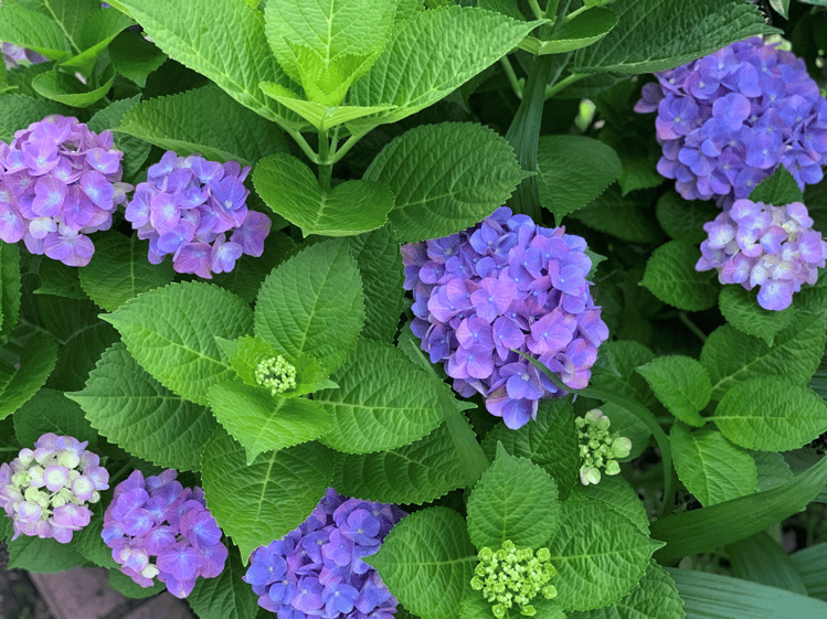 京都市下京区四条烏丸の心療内科、女医のいるメンタルクリニック、あじさい、マインドフルネス