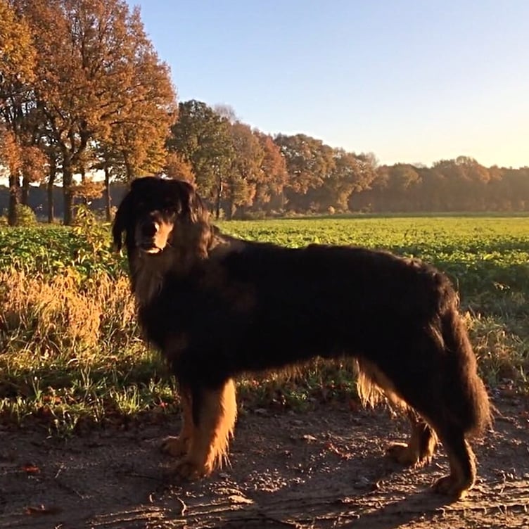 Herbst 2017   Morgenspaziergang