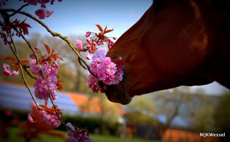 Blütenpferd