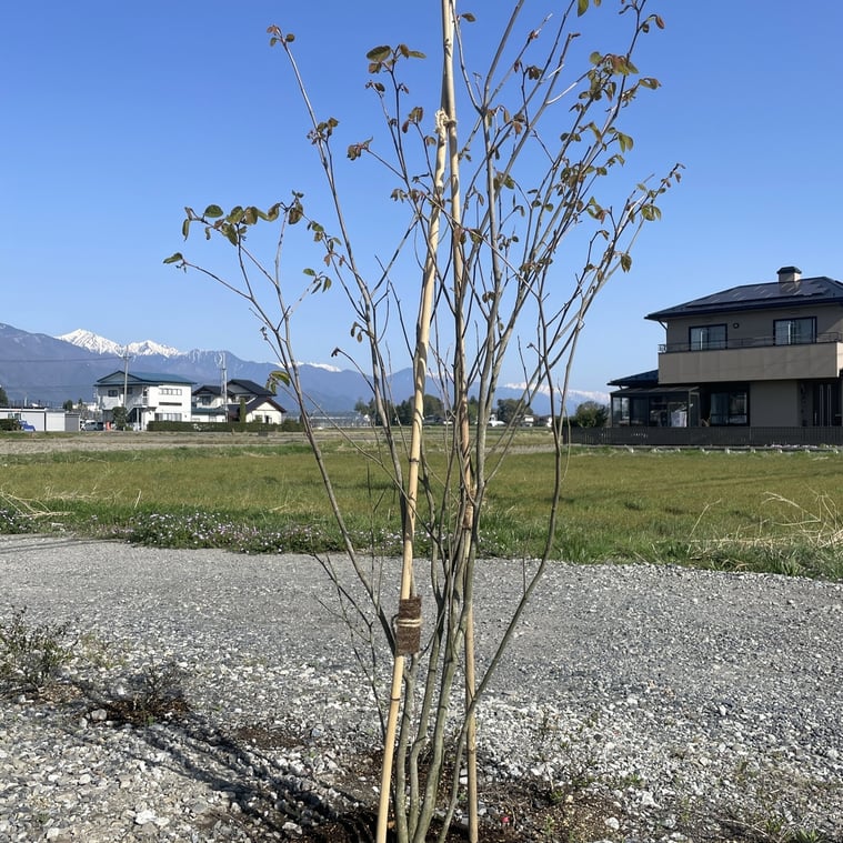 長野県　松本市　建築設計事務所　建築家　news設計室　丸山和男　住宅設計　設計監理　news設計室新事務所　シラキ　植栽　新緑の季節