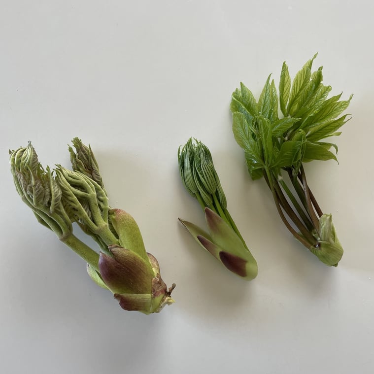 長野県　松本市　建築設計事務所　建築家　news設計室　丸山和男　山菜　タラの芽　コシアブラ　ハリギリ　小千谷市