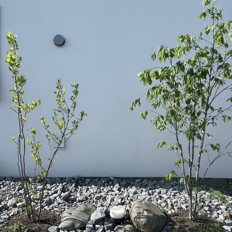 長野県　松本市　建築設計事務所　建築家　news設計室　丸山和男　住宅設計　設計監理　news設計室新事務所　シロモジ　ツリバナ　植栽　新緑の季節