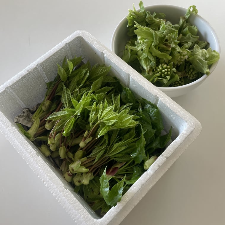 長野県　松本市　建築設計事務所　建築家　news設計室　丸山和男　山菜　タラの芽　コシアブラ　ハリギリ　小千谷市