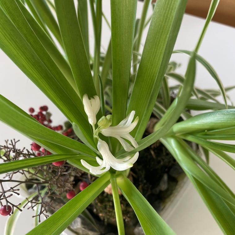 長野県　松本市　建築設計事務所　建築家　news設計室　日々の出来事　ヒアシンス水耕栽培