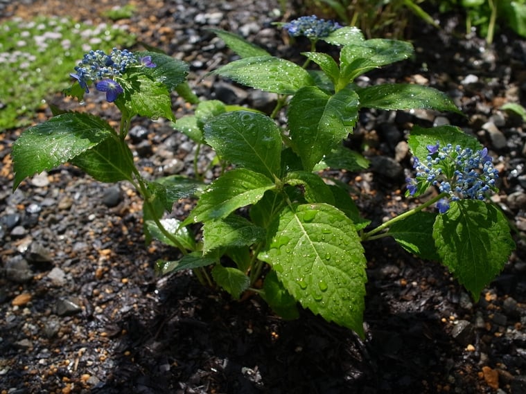 長野県　松本市　建築設計事務所　建築家　news設計室　丸山和男　好きな花　news設計室新事務所　外構植栽　山アジサイ（海峡）
