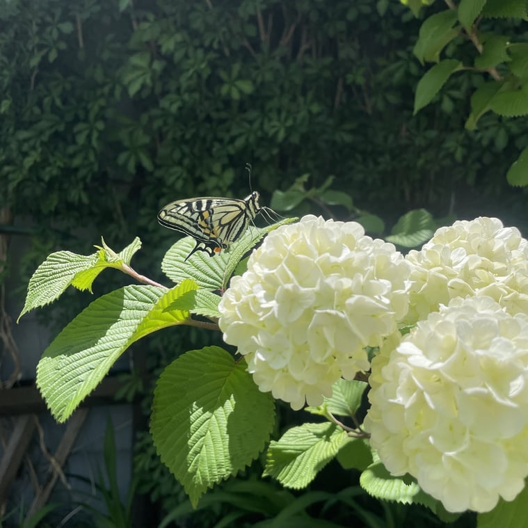 長野県　松本市　建築設計事務所　建築家　news設計室　丸山和男　住宅設計　設計監理　news設計室新事務所　オオデマリ　植栽　新緑の季節