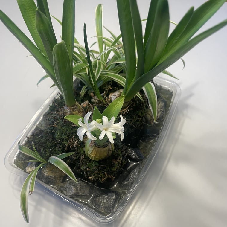 長野県　松本市　建築設計事務所　建築家　news設計室　丸山和男　news設計室新事務所　事務所前庭　ヒアシンスとオリヅルラン　フラワーアレンジメント