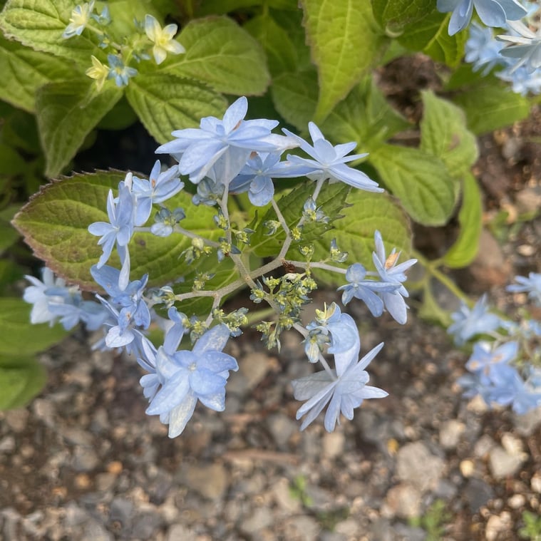 長野県　松本市　建築設計事務所　建築家　news設計室　丸山和男　好きな花　news設計室新事務所　外構植栽　山アジサイ　土佐のまほろば