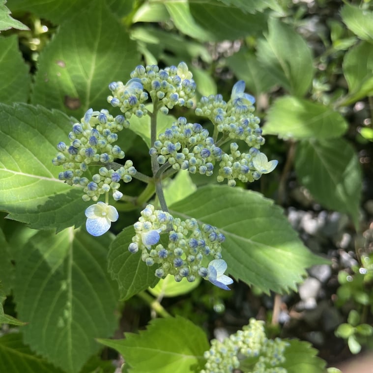 長野県　松本市　建築設計事務所　建築家　news設計室　丸山和男　住宅設計　事務所　植栽　山アジサイ　海峡