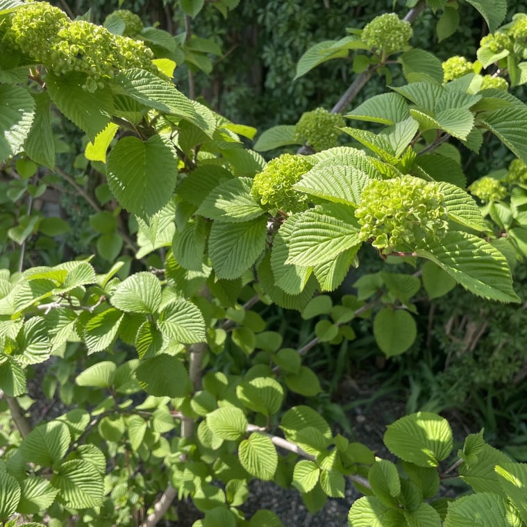 長野県　松本市　建築設計事務所　建築家　news設計室　丸山和男　住宅設計　設計監理　news設計室新事務所　オオデマリ　植栽　新緑の季節