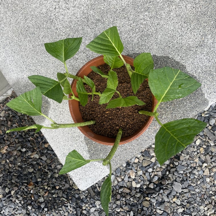 長野県　松本市　建築設計事務所　建築家　news設計室　丸山和男　住宅設計　事務所　植栽　アジサイ　挿し木