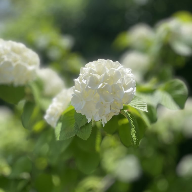 長野県　松本市　建築設計事務所　建築家　news設計室　丸山和男　住宅設計　設計監理　news設計室新事務所　オオデマリ　植栽　新緑の季節