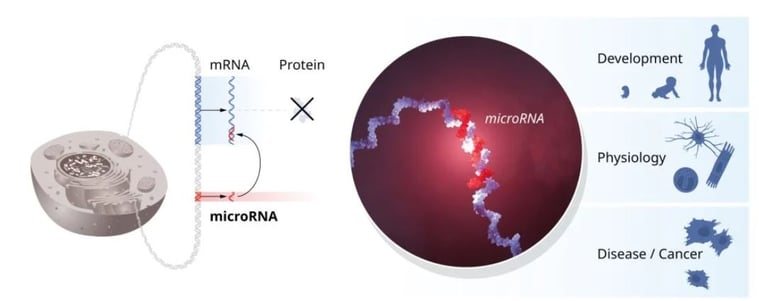 Les microARN : une nouvelle classe de régulateurs de l’expression génique