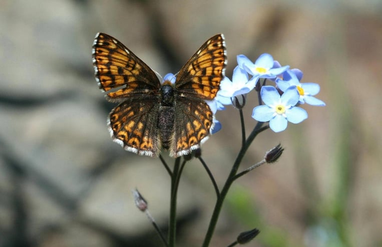 Lucine (Hamaeris lucina)