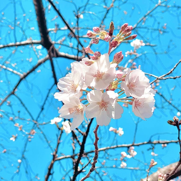 京都市下京区四条烏丸の心療内科、女医のいるメンタルクリニック、桜